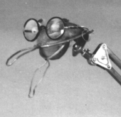 Animiertes Filmrequisit Vogelzwitschermaschine Detail 2